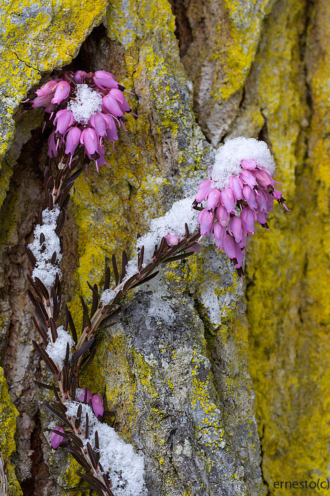 Erica carnea / Erica, scopina
